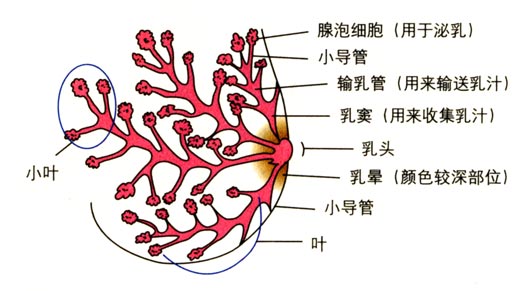 乳腺的解剖和组织结构，乳腺结构 