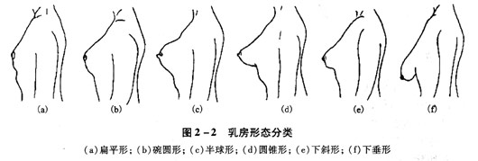 乳房的形态