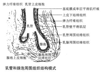 乳管和腺泡周围组织结构模式