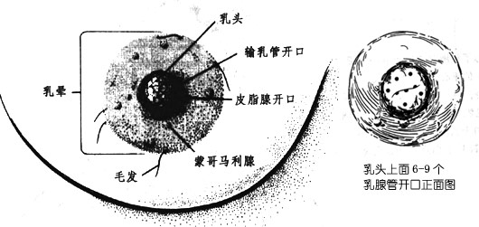 乳头结构，乳腺管开口